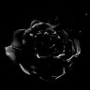 Meet your Posher, Haylie